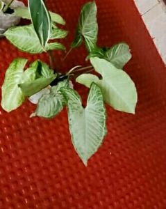 Arrowhead Plant 🌵