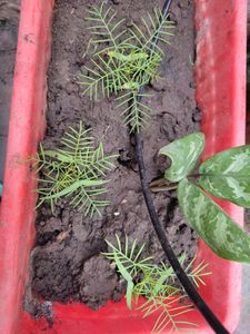 Cypress Vine/ Ganesh Vel Seeds