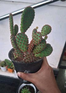 High Quality Cactus Assorted 🌵
