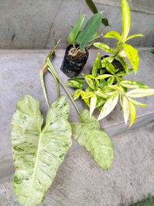 Plants Combo