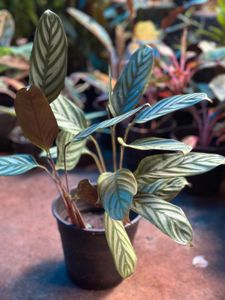 Indoor Plants 10