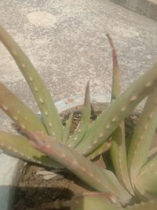 Aloevera Leafs With Freebie