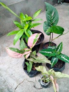 Air Purifying Mix Plants