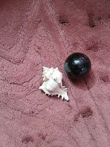 free delivery (Rare( Unique Murex )Seashell