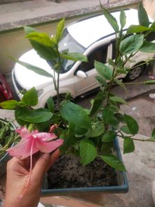 Healthy Light Pink Hibiscus Plant With Root