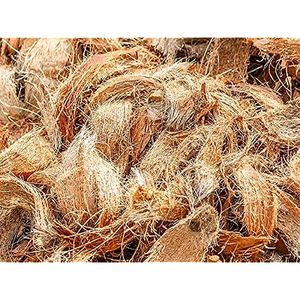 Indian Sage Coconut Husk
