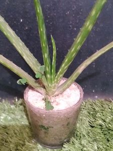 Real Mini Aloe Vera Plant With Glass Pot