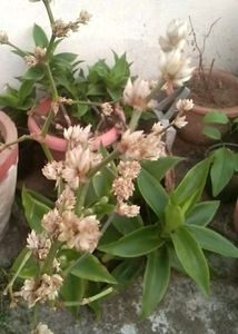 Basket Plant
