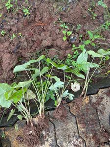 Plant Live