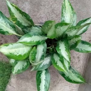 Indoor N Outdoor Plants Combo Offer