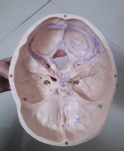 Human POP Skull (For Medical 1st Years)!!👍
