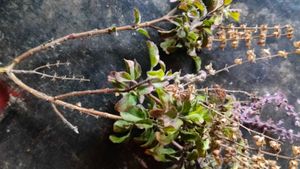 Tulsi Ka Paudha /Tulsi Seeds