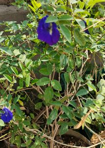 Butterfly Flower Seeds Blue