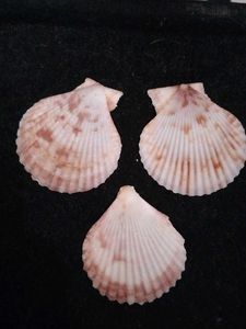 Handmade Seashell Earrings And Necklace Set