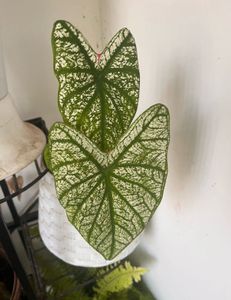 3 Healthy Caladiums Combo