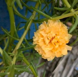 Yellow Portulaca