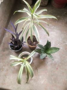 Combo Of 4 Type Mix Nd Match Showing Plant