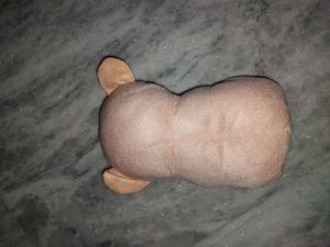 Teddy For Gifting