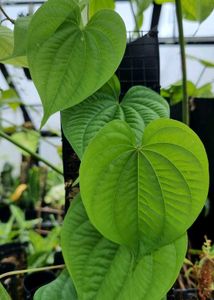 Air potato tuber 🥔