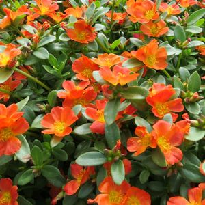 Portulaca Live Plant 🌹Pink And Rad Flower (10 Plant