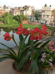 Single Petals Umri Lily Bulbs( Live)