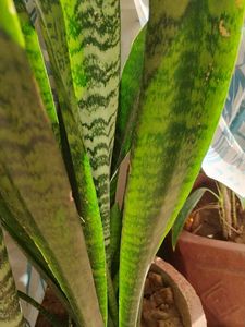 Snake Plant Stem