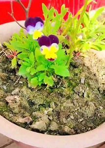 Plant&#39;s Combo