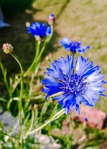 Cornflowers Seeds Mixed Colors