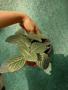 Fittonia Plant