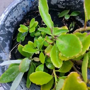 Patharchata Baby Plant Kidney Stones(fem)remover