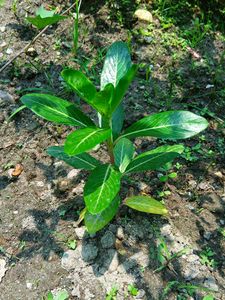 Nayantara Plant Sadabahar