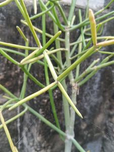 Home Medicine Plant