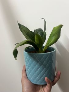 2live Snake Plants In Ceramic Pot