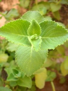 Healthy Ajwain Plant With Roots