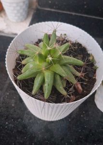 High Quality Cactus Assorted 🌵