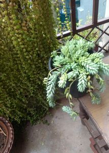 Donkey Tail Cutting
