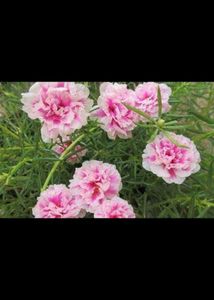 Beautiful rose moss flowesrs