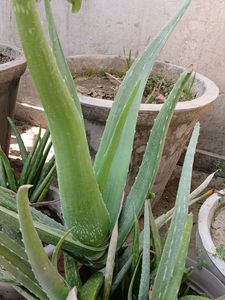 ALOVERA