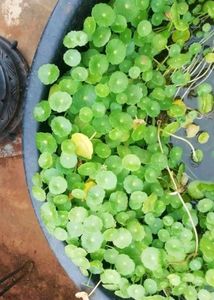 Coin Plant