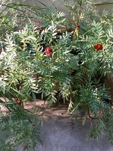 Maroon Marigold Sseds