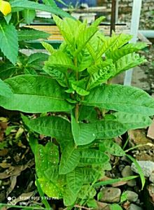 Pack 2 Kumuban Guava &amp; syngonium Plants