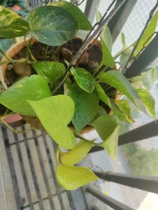 Money Plant, Snake Plant and Aloe Vera