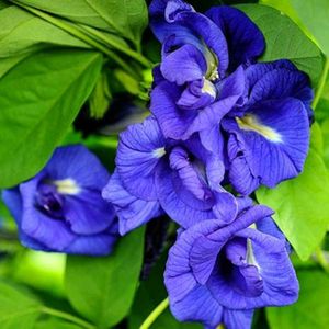 Blue Aparajita