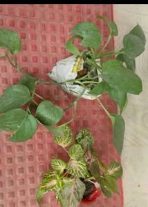 Set 2 Money &amp;Zabronics Plants