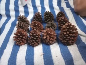 Pine Cone 🌲