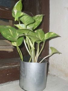 Money Plant in Silver Pot