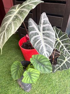 Alocasia Plants combo