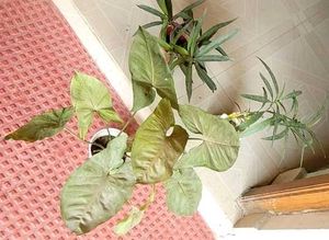 3 Set Mexican petunia/Arrohead/Moses In cardle