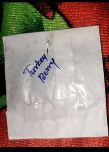 4 Pac Seeds + Freebie