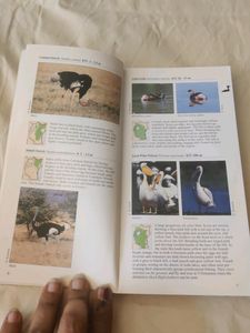 Photographic Collection Of African Birds